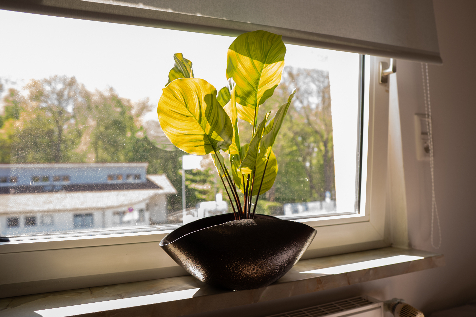 Pflanze am Fenster mit Tageslicht